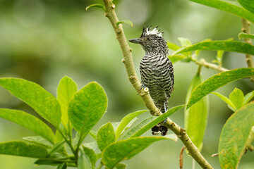 Barred Antshrike - Thamnophilus doliatus male  passerine bird in the antbird family, black and white crested birdin the Neotropics from Mexico, Central America, Trinidad and Tobago and South America