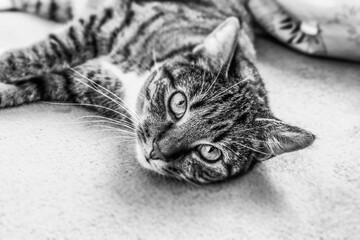 black and white cat monochromatic cute fur