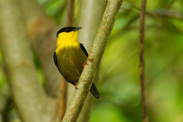 Golden-collared manakin - Manacus vitellinus black and yellow bird in family Pipridae, found in Colombia and Panama in subtropical or tropical moist lowland forest and degraded former forest