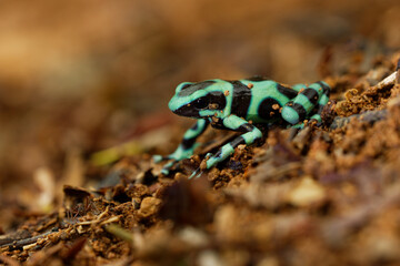 Dendrobates auratus - Green and black poison dart frog also green-and-black poison arrow frog and green poison frog, bright mint-green coloration, highly toxic animal