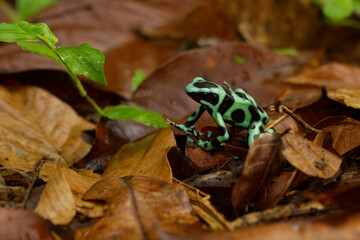 Dendrobates auratus - Green and black poison dart frog also green-and-black poison arrow frog and...