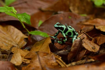 Foto op Plexiglas Dendrobates auratus - Green and black poison dart frog also green-and-black poison arrow frog and green poison frog, bright mint-green coloration, highly toxic animal © phototrip.cz