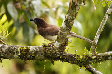 Brown Jay - Cyanocorax Psilorhynus morio large American bird, large bill and long tail, occurs from Mexico into Central America on the Gulf slope. Brown bird on the tree in the green forest