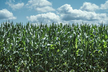 Obraz premium corn field in front of cloudy sky
