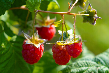 Close-up of a raspberry berry fruit.