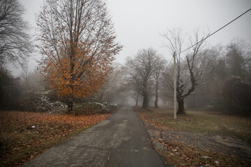 Landscape with beautiful fog in forest on hill or Trail through a mysterious winter forest with autumn leaves on the ground. Road through a winter forest. Magical atmosphere. Azerbaijan nature