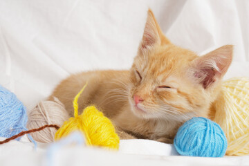 Fototapeta na wymiar cute ginger cat and different colored balls of thread on the background of white bed linen,