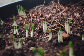 Growing sprouts