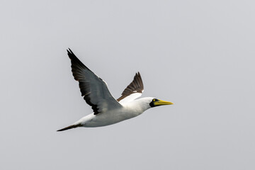 Flying gannet - large seabird with mainly white plumage