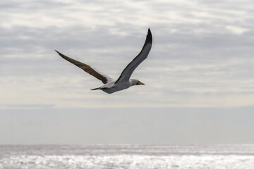Fototapeta na wymiar Flying gannet - large seabird with mainly white plumage