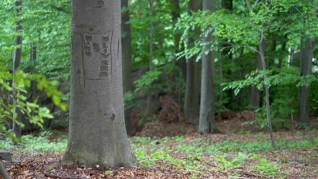 Engraved mark on bark beech tree - (4K)