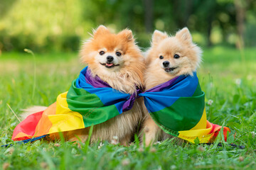 Two happy friends Pomeranian Spitz dogs lying on the grass on rainbow LGBT color flag smiling with...