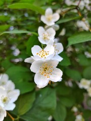 white flowers on the bush with green foliage, tenderness
