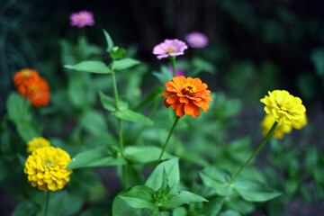 Multi-colored gerberas: yellow, orange, pink, lilac create a mood of joy, lightness!
