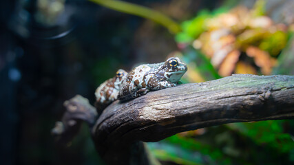 frog sitting on a branch in nature on dark background