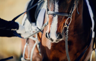 Obraz premium The nose of a bay horse with a white groove on the muzzle. Dressage horse.