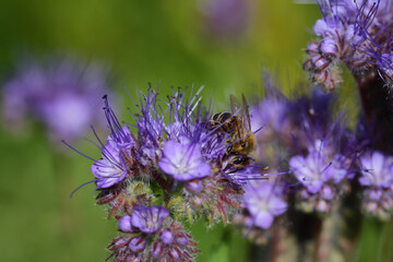 A little honey bee hides between purple meadow flowers and searches for food and pollen