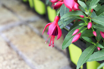 A pink and purple fuchsia flower hanging over the edge - obrazy, fototapety, plakaty