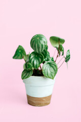 Peperomia watermelon potted houseplant isolated on pink background