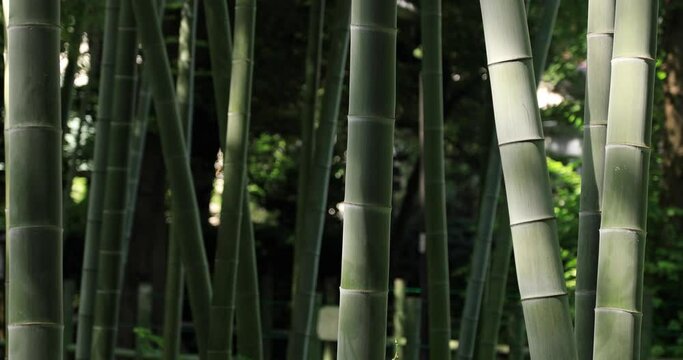 Beautiful bamboo forest at the traditional park daytime close shot tracking