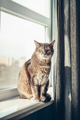 Portrait  of  tabby cat