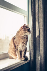 Portrait  of grey tabby cat