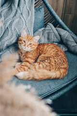 Fototapeta na wymiar Cute ginger cat