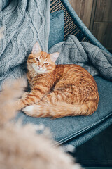 Fototapeta na wymiar Cute ginger cat