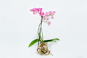 blooming orchid with roots isolated on white background