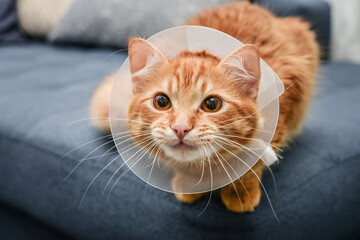 orange cat with veterinairy cone