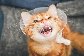 orange cat with veterinairy cone
