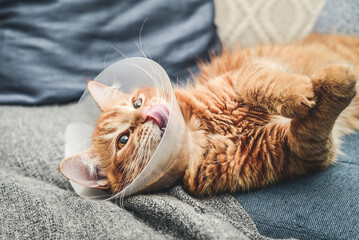 orange cat with veterinairy cone