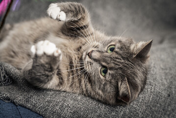 Grey cat is plaing on sofa