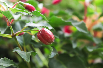 A fuchsia plant full of ripening seed pods