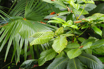 Rainforest of Southeast Asia. Green Leaves of Mitragyna speciosa and Chinese fan palms or Livistona chinensis - 445946168