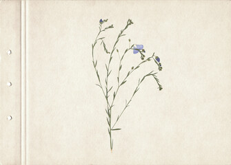 Pressed and dried herbs. Scanned image. Vintage herbarium background on old paper. Composition of the grass with blue flowers on old paper.