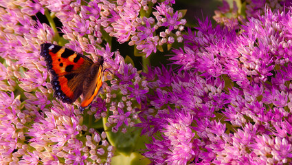 orange butterfly on pink flower