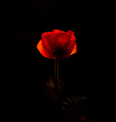 rote Mohnblumenbl&uuml;te nachts illuminiert