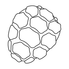 Obraz premium Pine cone vector outline icon. Vector illustration pinecone on white background. Isolated outline illustration icon of cone fir.