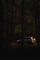 Coche en un bosque