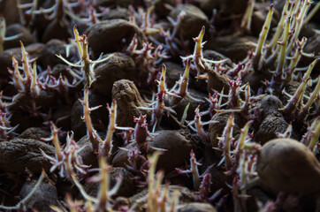 Germinating seed potatoes with roots in boxes. Traditional agriculture. Farming. Preparation of potatoes for sowing in the ground. Growing shoots on vegetables, starting the growth stage.
