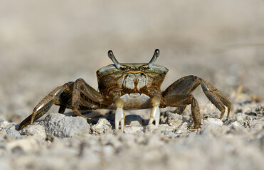 Brackish water fiddler crab (Uca minax), Galveston, Texas, USA.