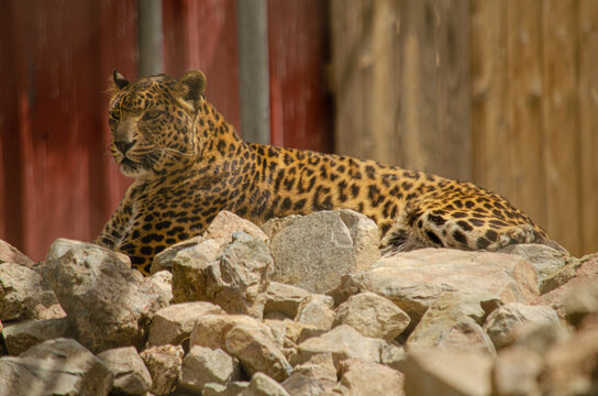 Spotted Leopard