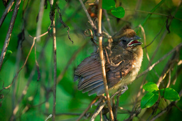 Fledgling Baby Cardinal