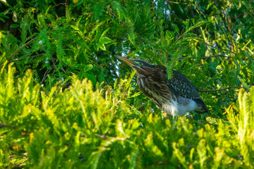 Curious Green Heron on Edge of Waterline