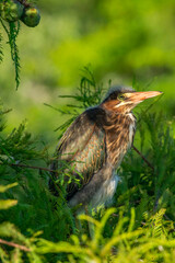 Green Heron Perched in Shrubs