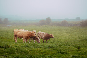 cows in field, fog in the background