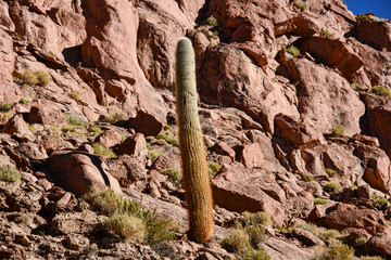Giant cardon cactus, Atacama Desert, Chile