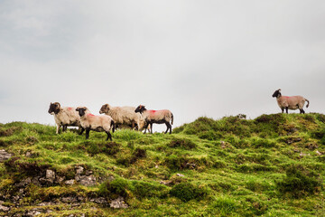 Fototapeta premium Sheep in a green field.
