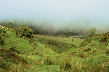 Irish nature landscape scene